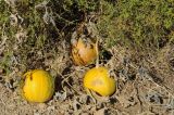 Cucurbita palmata. Засохшие побеги с плодами. США, Калифорния, Joshua Tree National Park. 19.02.2014.