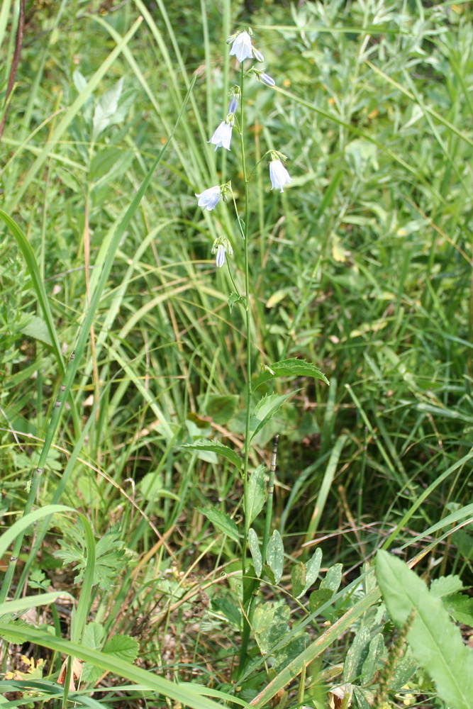 Image of Adenophora liliifolia specimen.