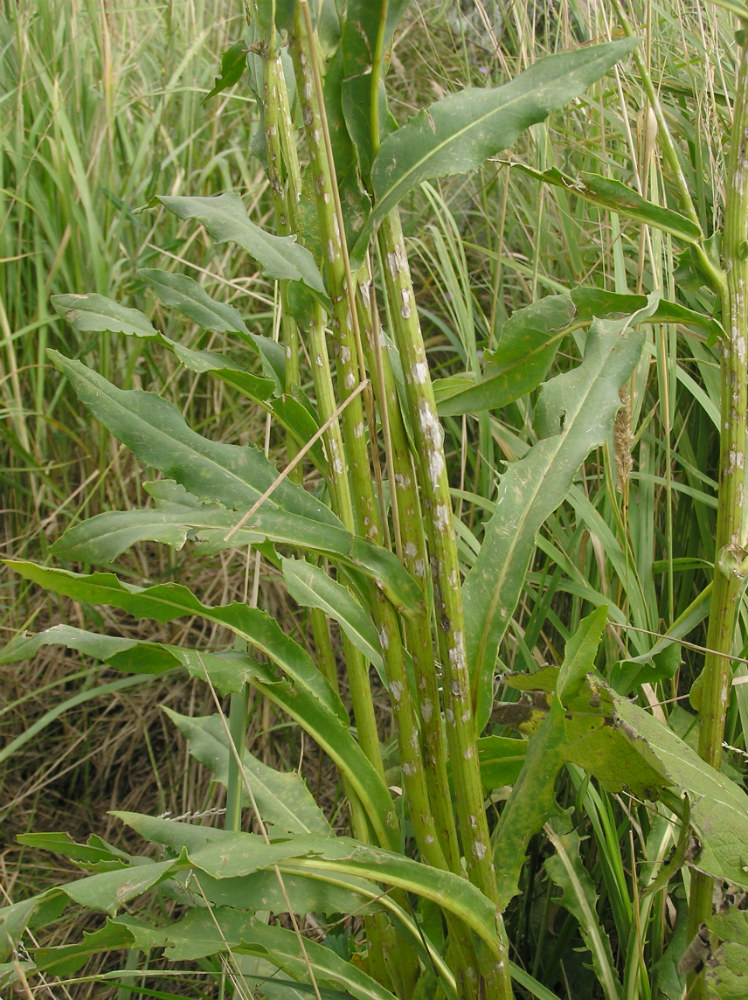 Image of genus Senecio specimen.