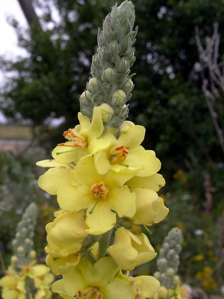 Изображение особи Verbascum ovalifolium.