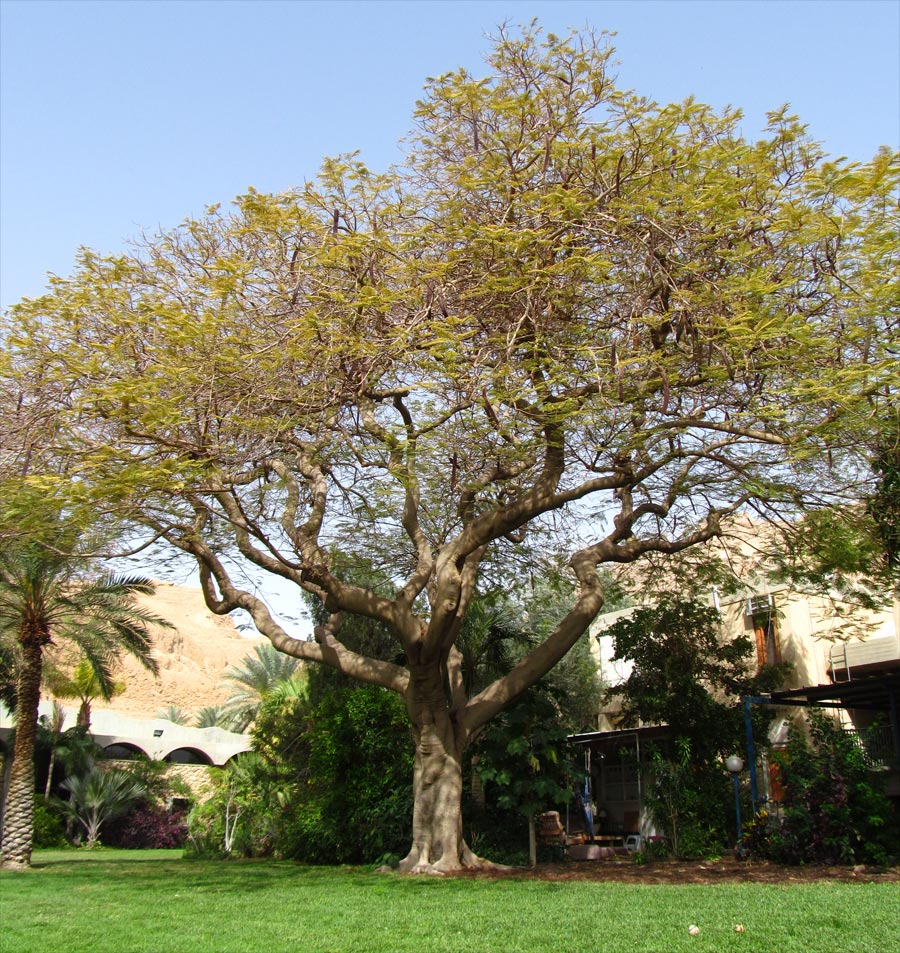 Image of Delonix regia specimen.