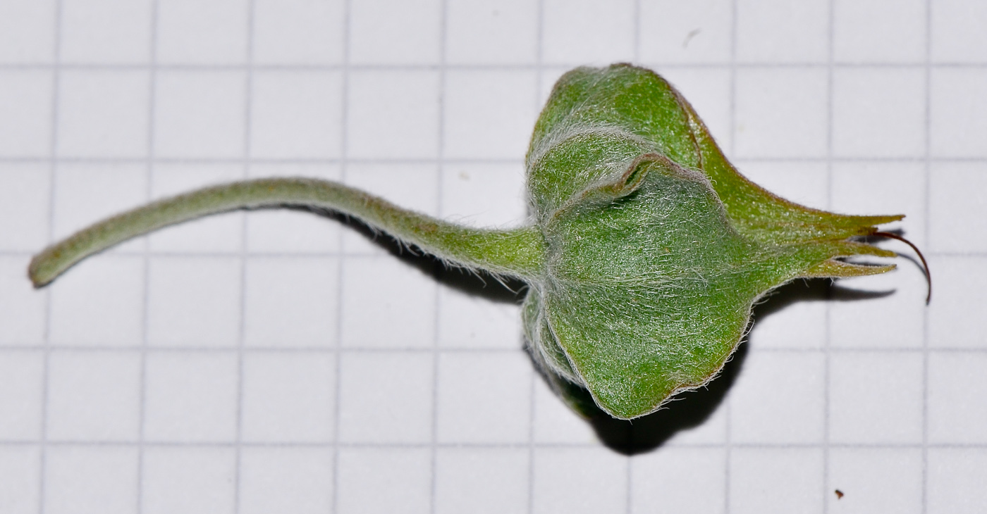 Image of Trichodesma boissieri specimen.