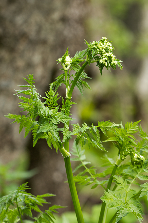 Изображение особи Anthriscus sylvestris.