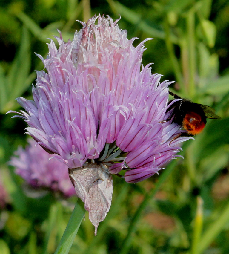 Image of Allium schoenoprasum specimen.