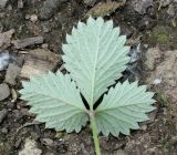 Potentilla argyrophylla variety atrosanguinea. Лист (нижняя сторона). Германия, г. Дюссельдорф, Ботанический сад университета. 02.06.2014.