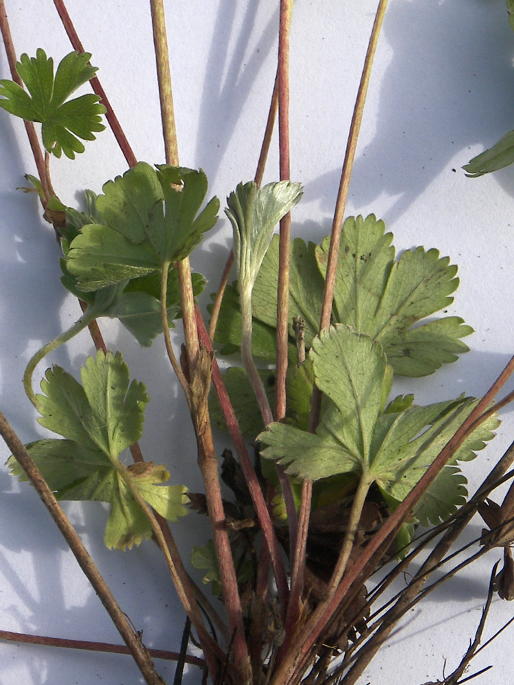 Image of Alchemilla tephroserica specimen.