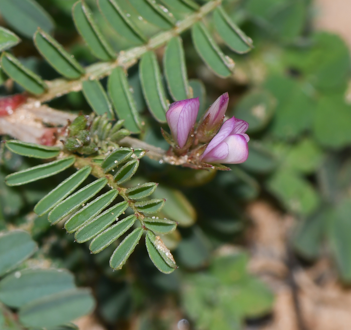 Image of Hedysarum spinosissimum specimen.