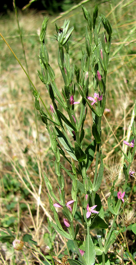 Image of Centaurium spicatum specimen.