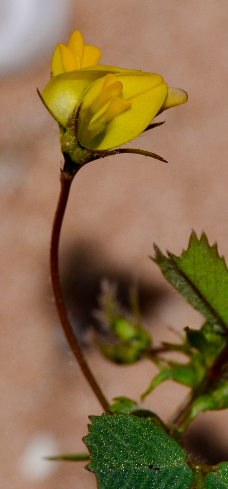 Изображение особи Medicago littoralis.