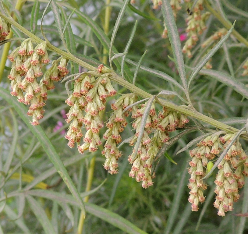 Image of genus Artemisia specimen.