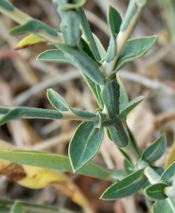 Image of Scariola viminea specimen.