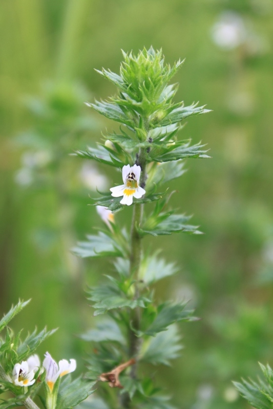 Изображение особи род Euphrasia.