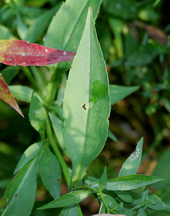 Изображение особи Symphyotrichum cordifolium.