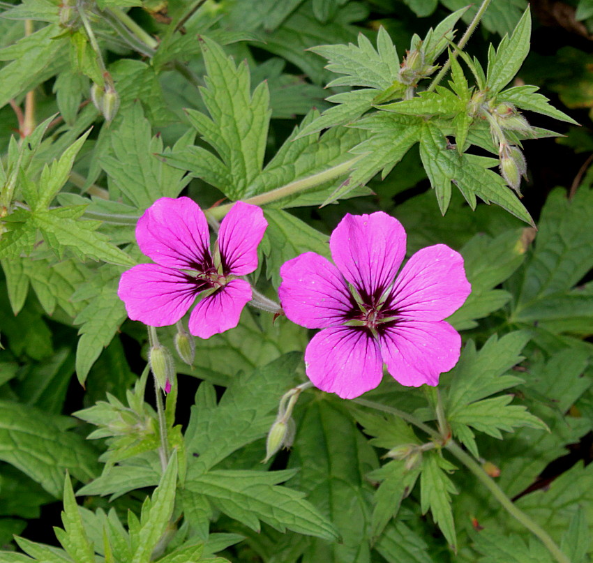 Image of Geranium psilostemon specimen.