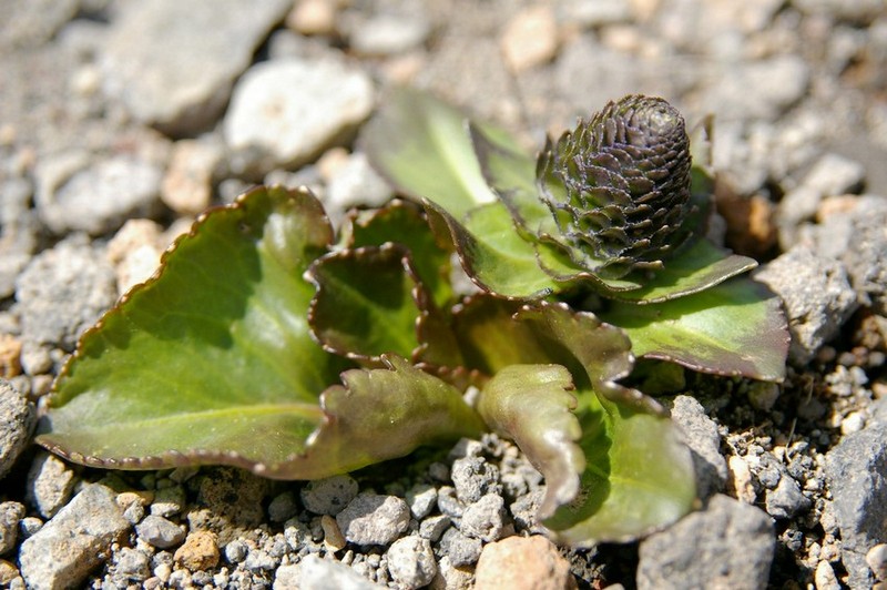 Image of Lagotis glauca specimen.