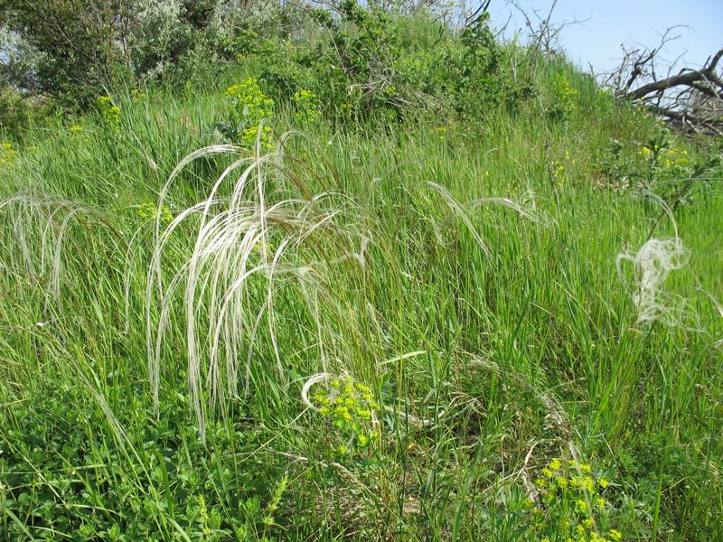 Image of Stipa pulcherrima specimen.