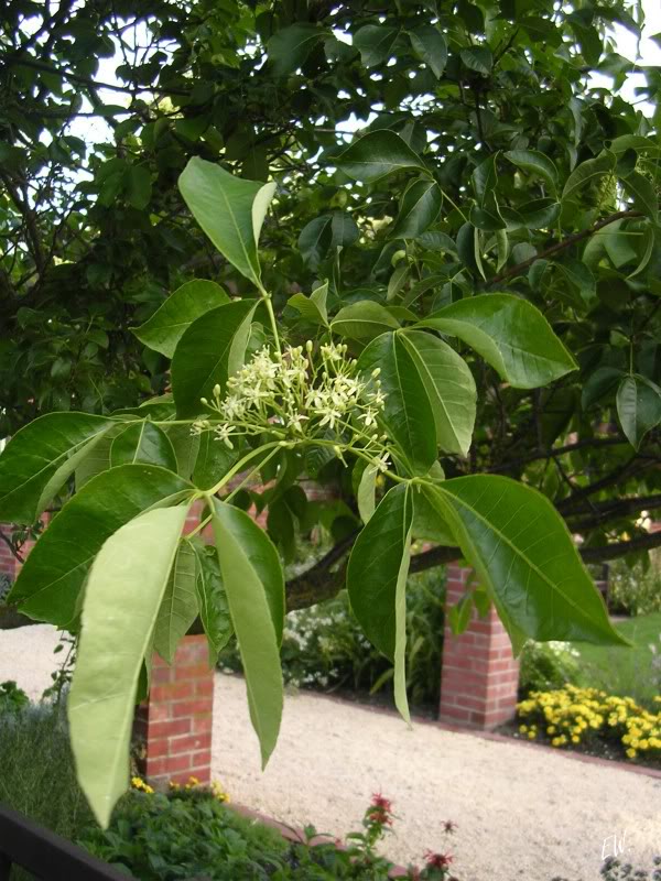 Image of Ptelea trifoliata specimen.