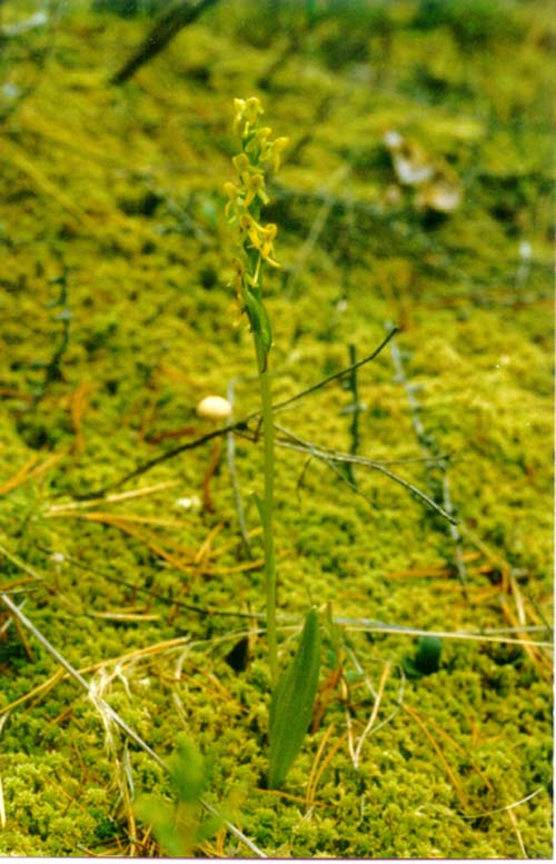 Изображение особи Platanthera tipuloides.