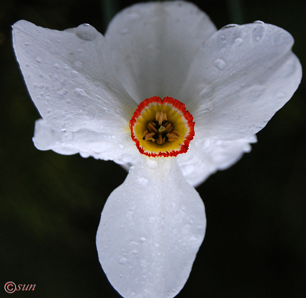 Изображение особи Narcissus poeticus.