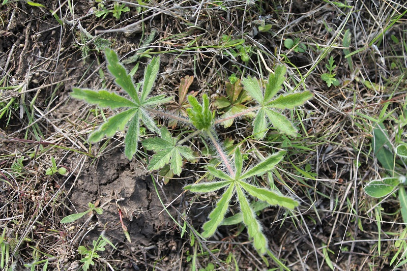 Image of genus Potentilla specimen.