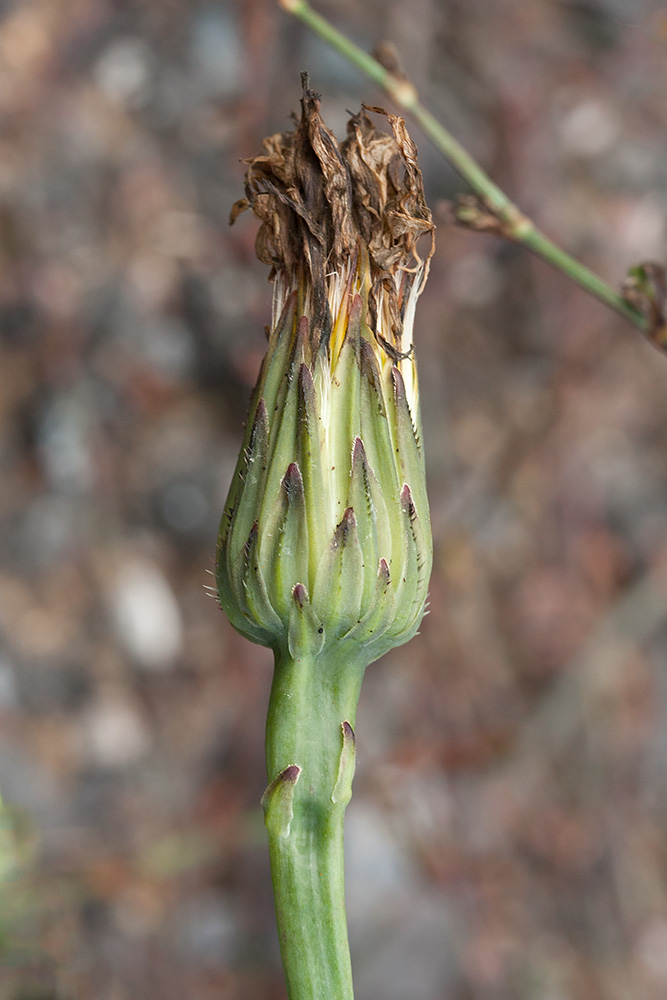 Image of Hypochaeris radicata specimen.