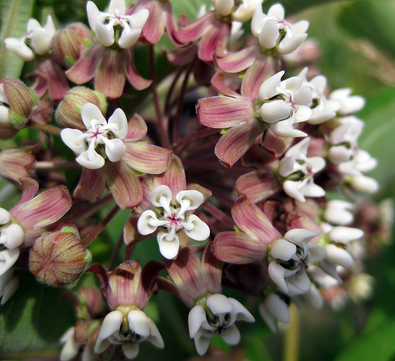 Изображение особи Asclepias syriaca.