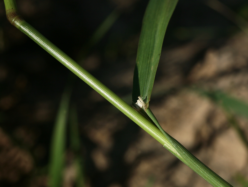 Image of Agrostis gigantea specimen.