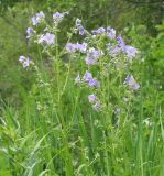 Polemonium caeruleum