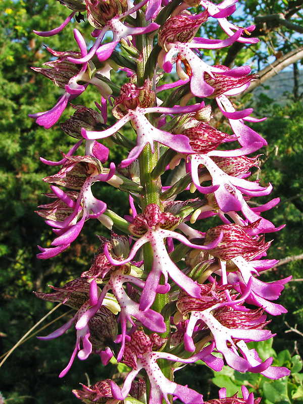 Image of Orchis &times; angusticruris specimen.