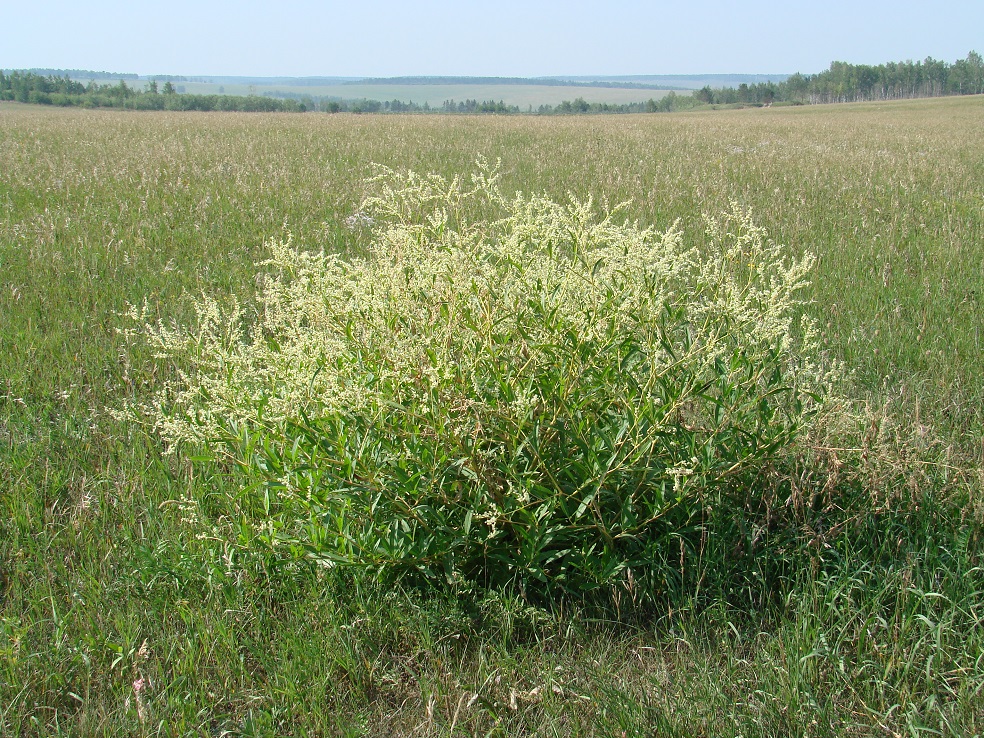 Image of Aconogonon divaricatum specimen.