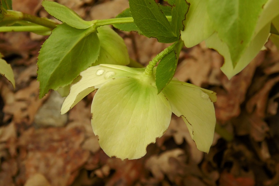 Image of Helleborus caucasicus specimen.