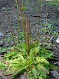 Plantago depressa