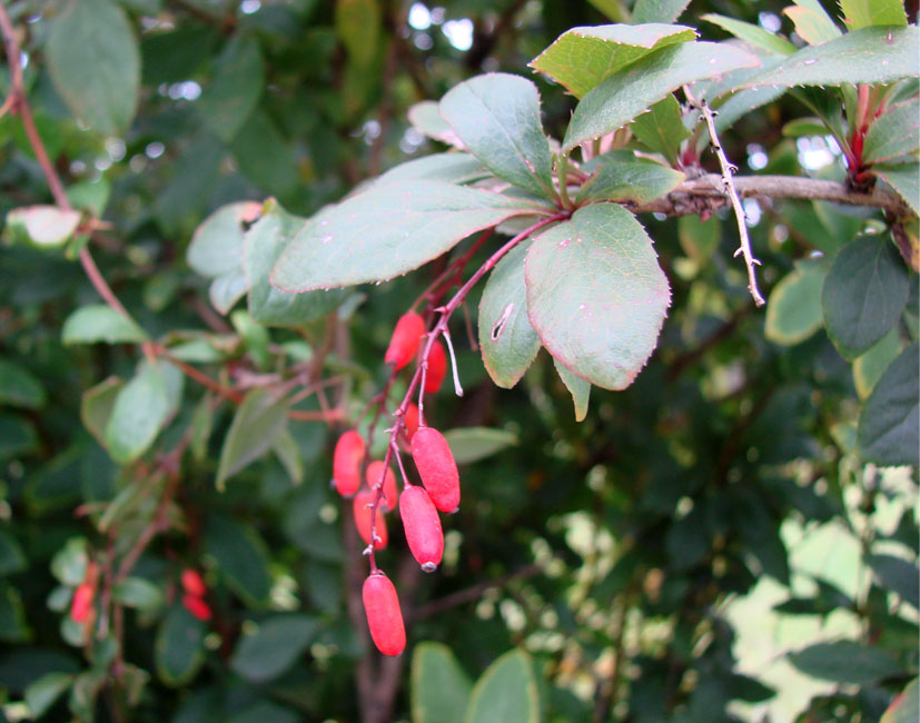 Image of Berberis vulgaris specimen.