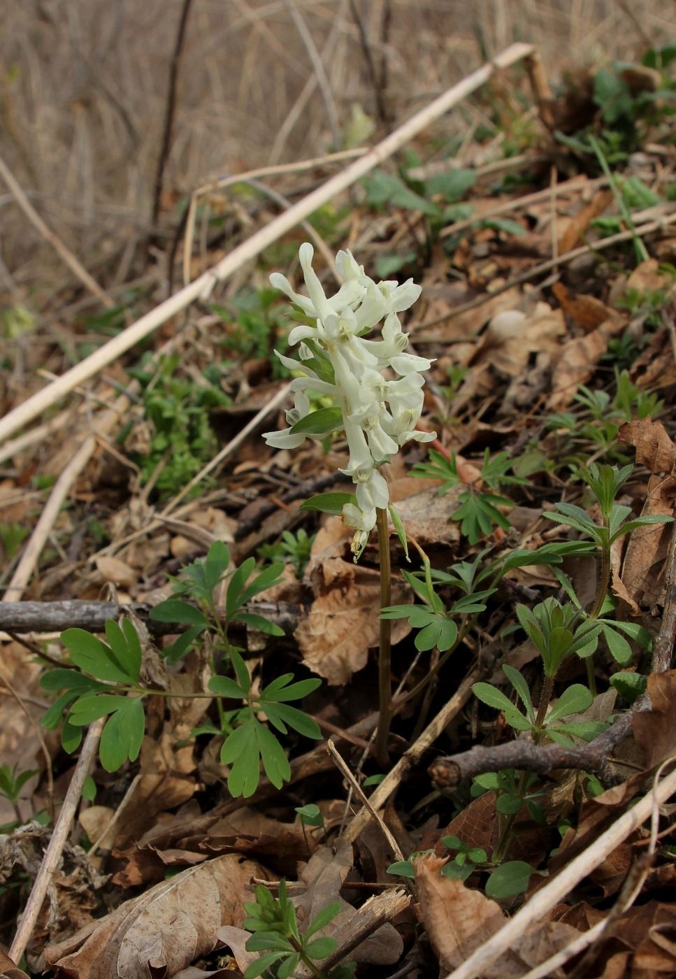 Image of Corydalis malkensis specimen.