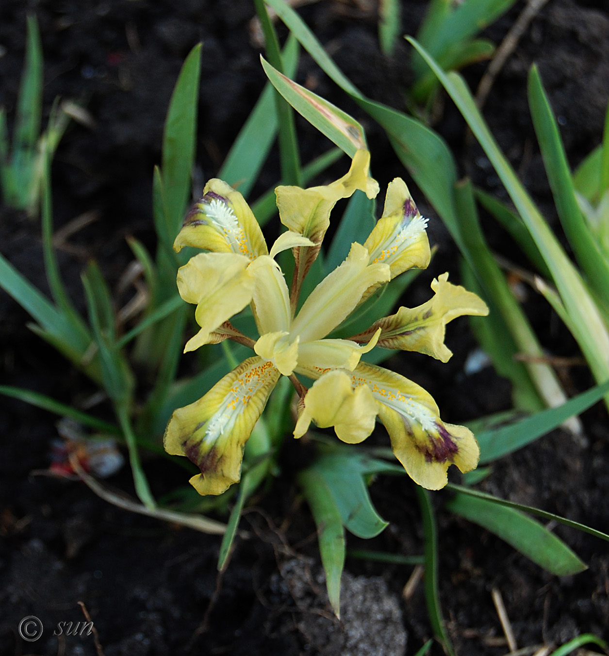 Image of Iris pumila specimen.