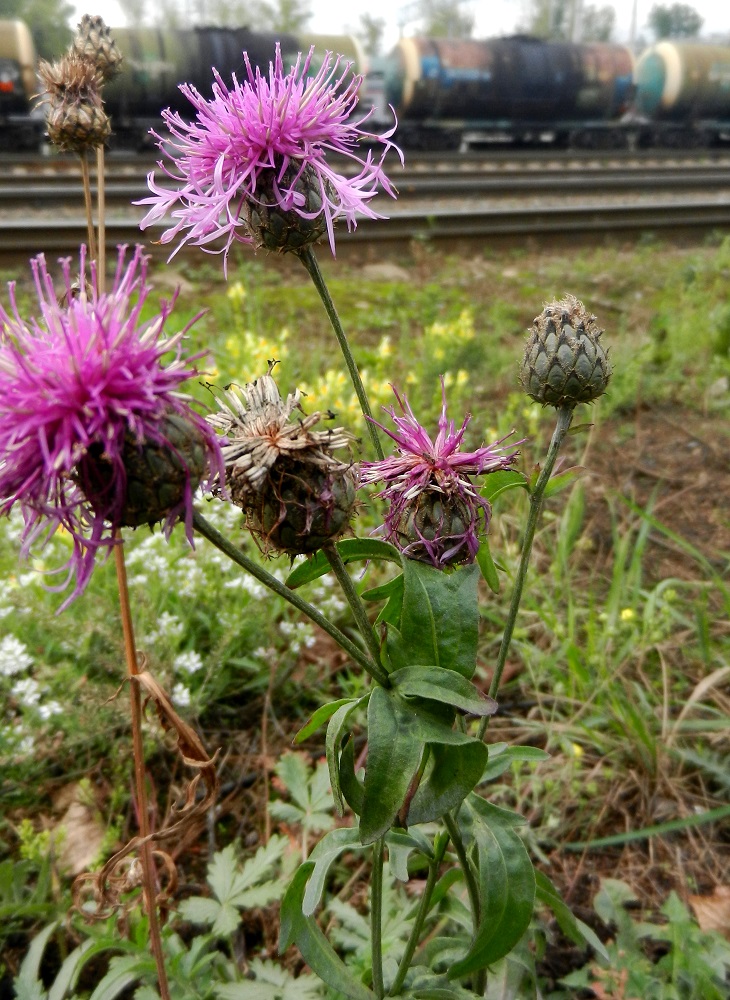 Image of Centaurea scabiosa specimen.