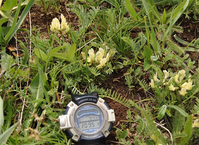 Image of Astragalus resupinatus specimen.