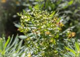 Euphorbia characias. Верхушка плодоносящего растения. Греция, о. Крит, холмы в южной окр. Ретимно (Ρέθυμνο), обочина дороги, маквис. 02.05.2014.