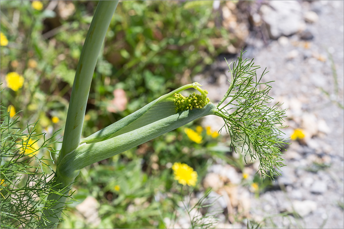 Image of Ferula communis specimen.