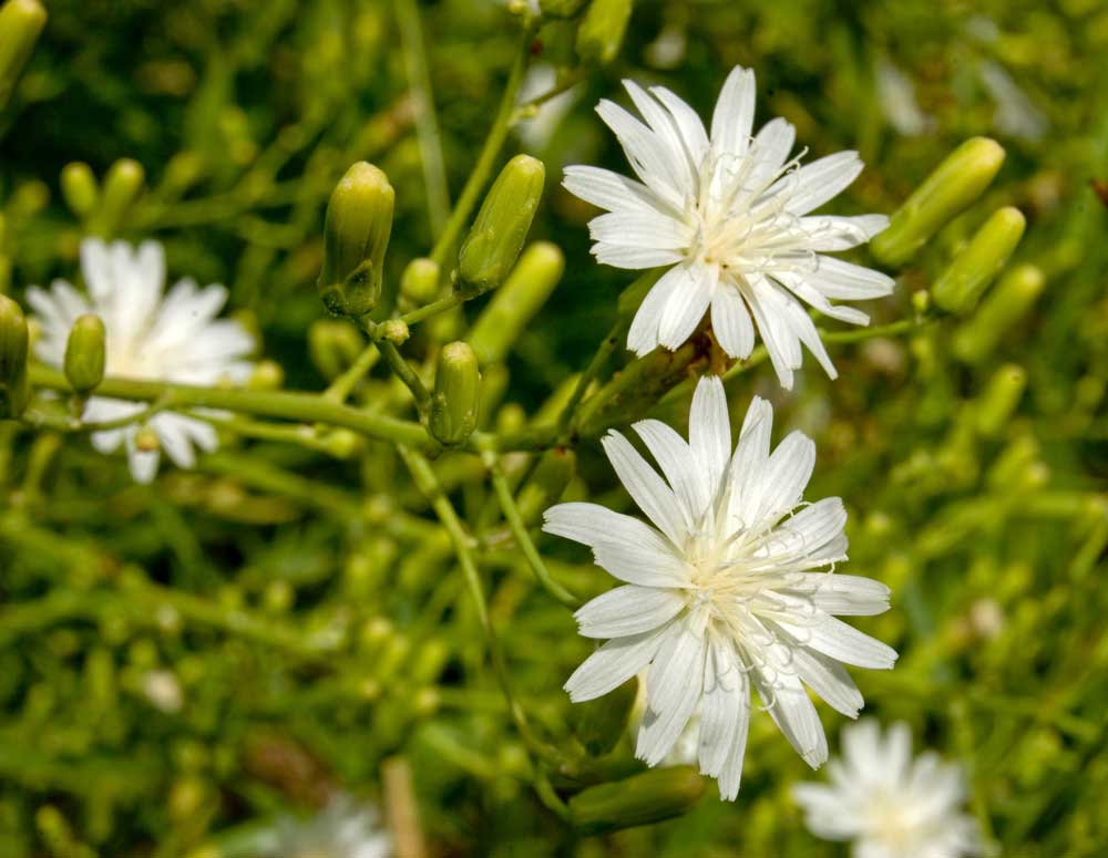 Image of Lactuca tatarica specimen.