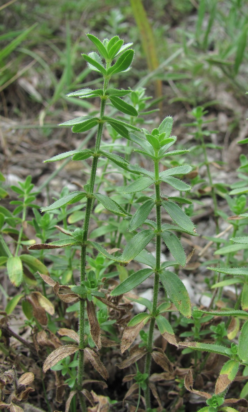 Image of Cruciata pedemontana specimen.