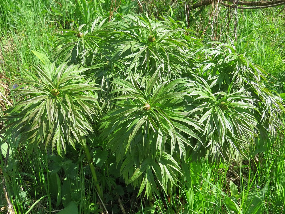 Image of Paeonia anomala specimen.