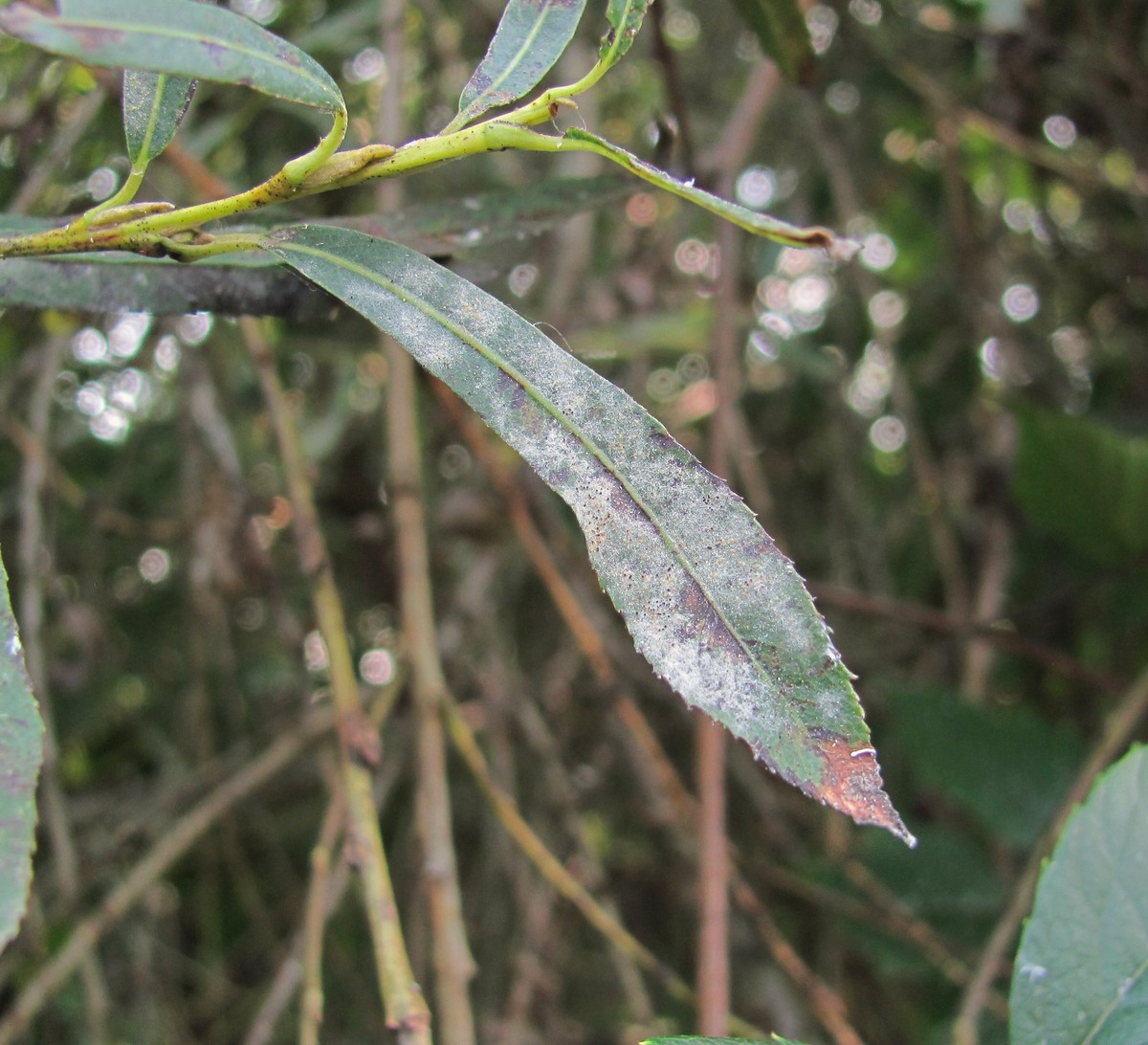 Image of Salix elbursensis specimen.