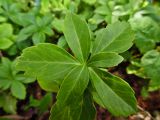 Pachysandra terminalis