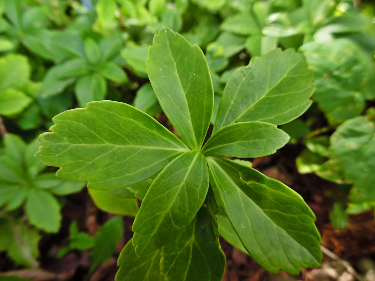 Image of Pachysandra terminalis specimen.