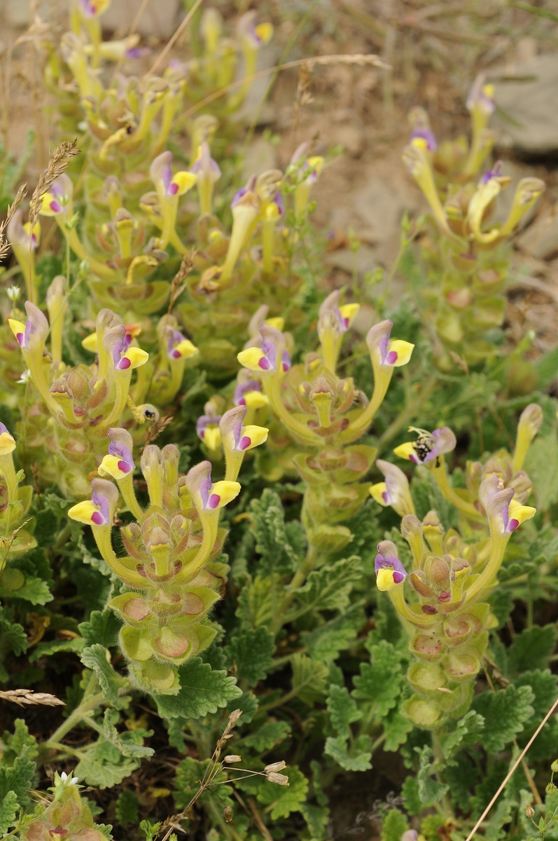 Image of Scutellaria subcaespitosa specimen.