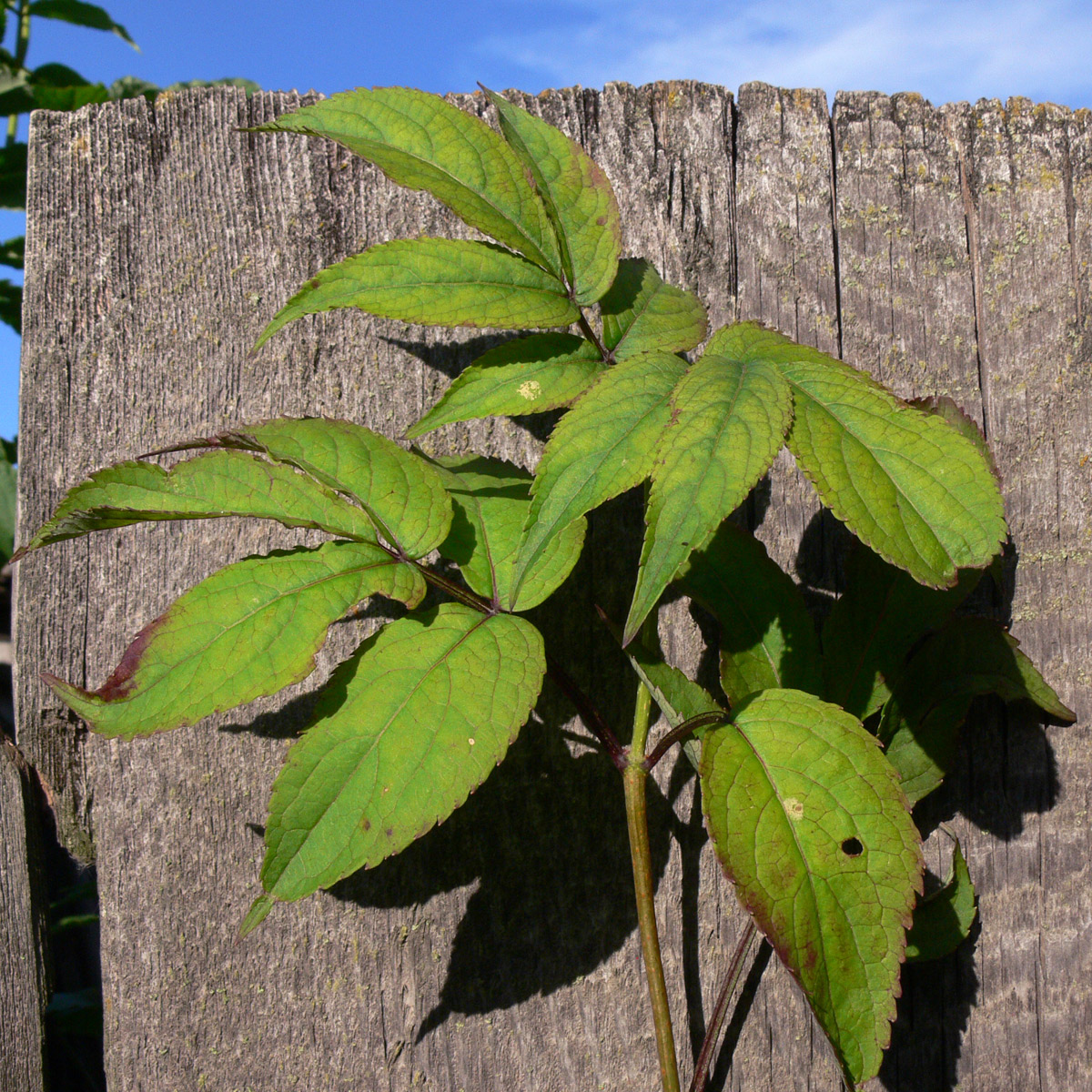 Image of Sambucus manshurica specimen.