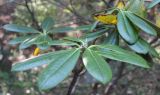 Rhododendron fauriei