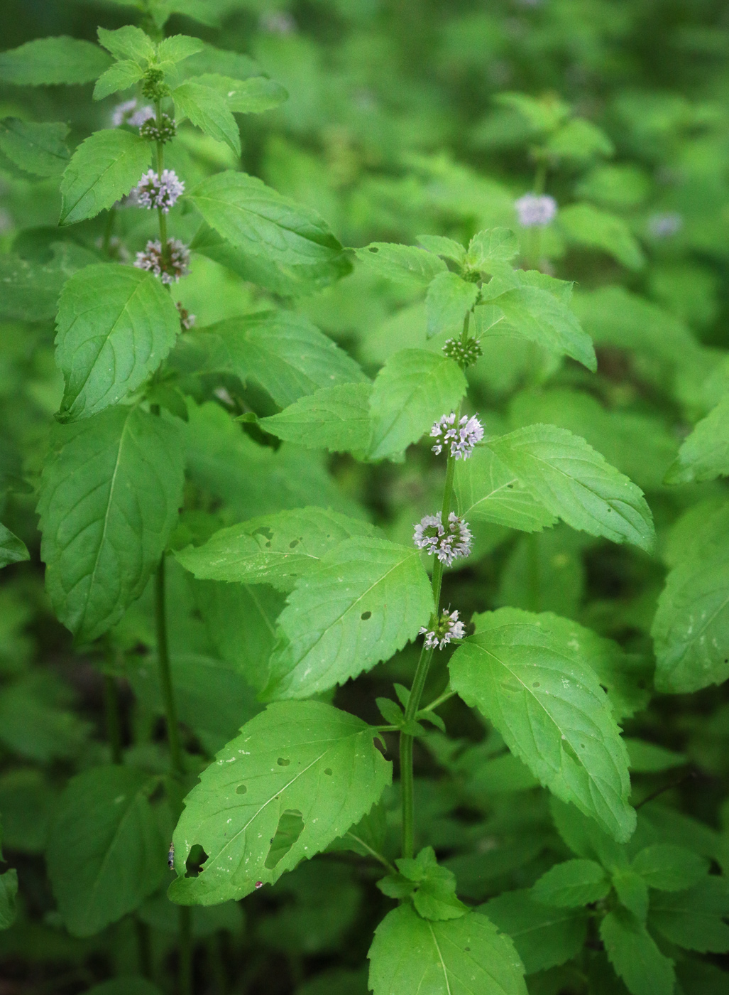 Image of Mentha arvensis specimen.