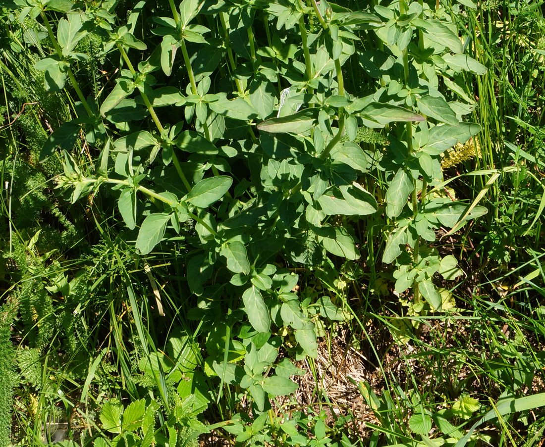 Изображение особи Origanum vulgare.